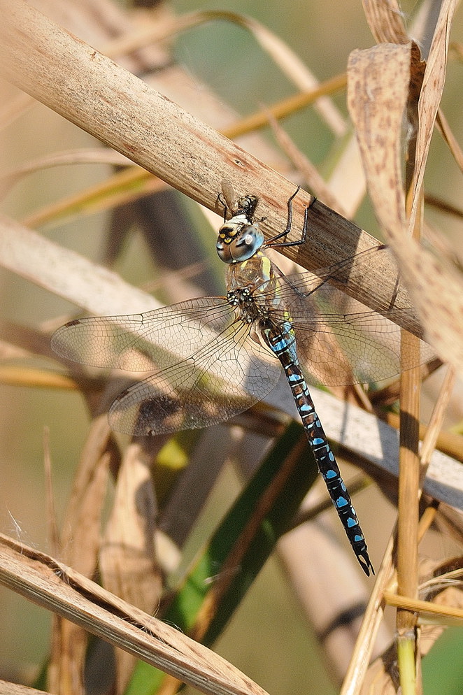 Aeshna mixta con preda